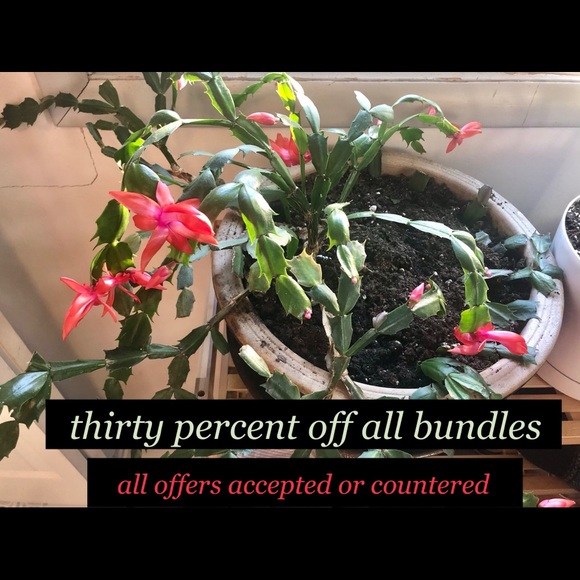 DISCOUNTS! 🌈 SALE SALE SALE 🦩 - Picture 1 of 2